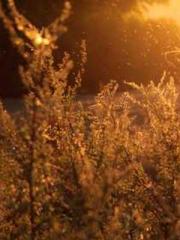 lt;lt;Legend of Yunx