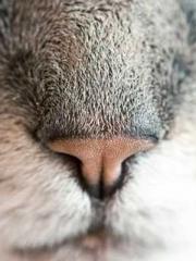 The Imperial Uncleap