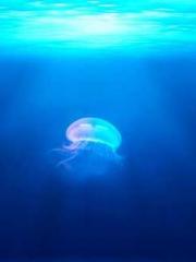 Super husband Lin Xi