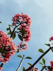 lt;Honor calls for N