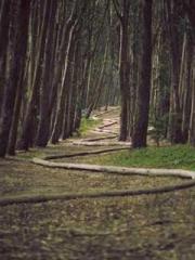 Reborn in the Apocal