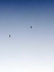 The Beloved Physicia