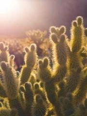 Rong Shao Nan Ning Y