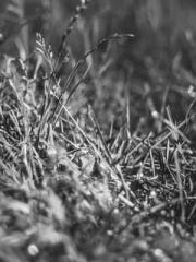 Lin Feng Lin Yun Yao