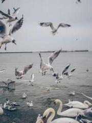 The Heavenly Physici