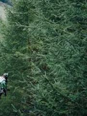 My Amazing Female Te