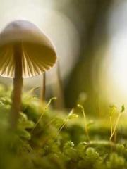 Rong Zhao, male, Nin