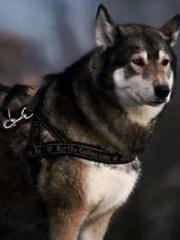 The Return of the Go