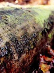 Professor Yan is goi